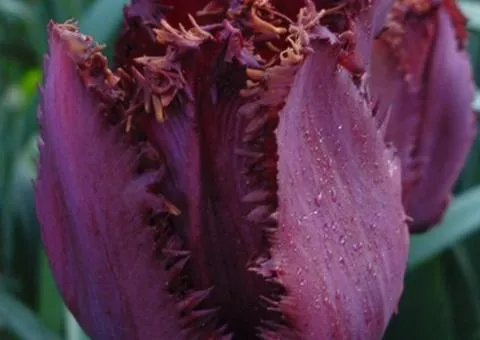 Tulip Fringed Cuban Night 10/11, Bulbs and Tunics, 30 pcs