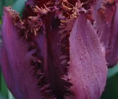 Tulip Fringed Cuban Night 10/11, Bulbs and Tunics, 30 pcs