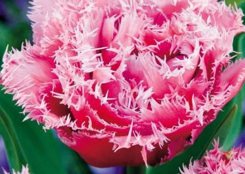 Tulip Double-Flowered + Fringed Queensland 10/11, Bulbs and corms, 30 pcs
