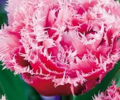 Tulip Double-Flowered + Fringed Queensland 10/11, Bulbs and corms, 30 pcs