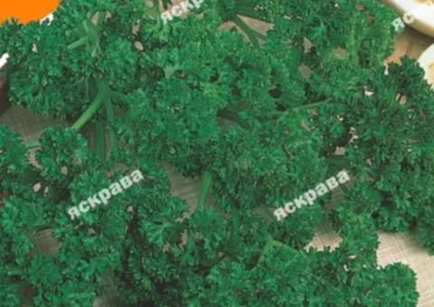 Петрушка кудрявая Парамонт 20 г, Семена овощей, 10 шт.