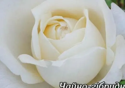 Rose bare-root Avalanch class AA, Seedlings, 6 pcs.