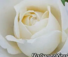 Rose bare-root Avalanch class AA, Seedlings, 6 pcs.