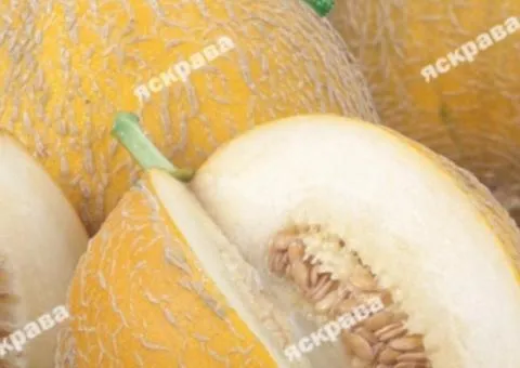 Melon Medok 2 g, Vegetable Seeds, 20 pcs