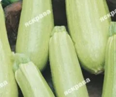 Кабачок кустовой Малюк 3 г, Семена овощей, 20 шт.