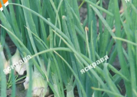 Onion Batun Seven-year 1 g, Vegetable Seeds, 20 pcs.