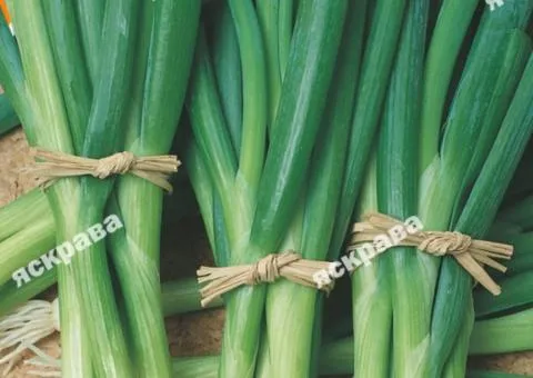 Green onion for greens Early harvest 1 g, Vegetable seeds, 20 pcs