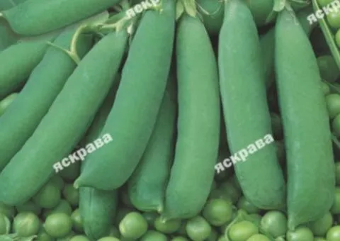 Sugar pea Adagumsky 50 g, Vegetable seeds, 10 pcs