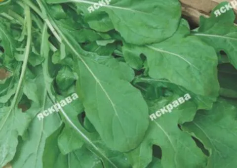 Arugula 10 g, Vegetable Seeds, 10 pcs.