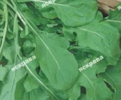 Arugula 10 g, Vegetable Seeds, 10 pcs.