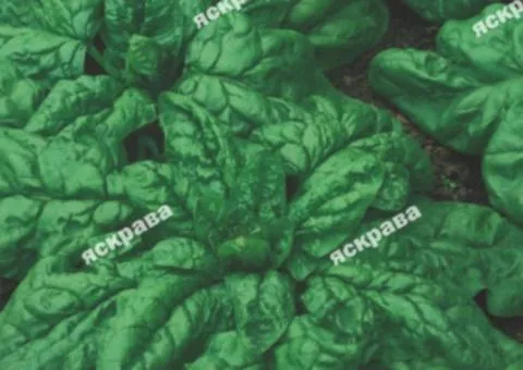 Шпинат Матадор 10 г, Насіння овочів, 10 шт.