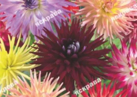 Dahlias Cactus mix 0.3 g, Flower seeds, 20 pcs.