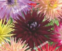 Dahlias Cactus mix 0.3 g, Flower seeds, 20 pcs.