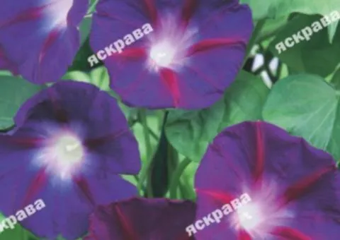 Ipomoea 'Flash of Lightning' 1 g, Flower Seeds, 20 pcs