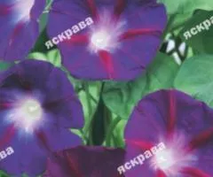 Ipomoea 'Flash of Lightning' 1 g, Flower Seeds, 20 pcs