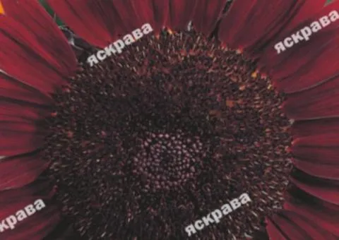 Decorative Sunflower Red Sun 1 g, Flower Seeds, 20 pcs