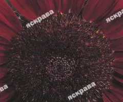 Decorative Sunflower Red Sun 1 g, Flower Seeds, 20 pcs