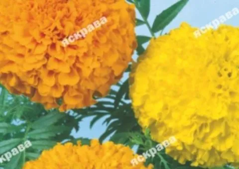 Tall marigolds 'Fantastic' mix 0.3 g, Flower seeds, 20 pcs