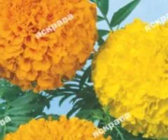 Tall marigolds 'Fantastic' mix 0.3 g, Flower seeds, 20 pcs