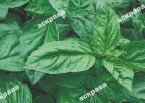 Basil Green Giant 0.3 g, Seeds, 20 pcs