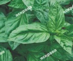 Basil Green Giant 0.3 g, Seeds, 20 pcs