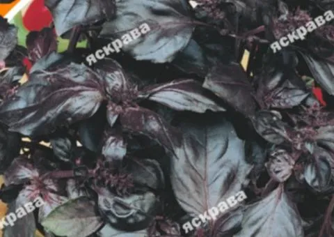 Basil Red Ruby 0.2 g, Seeds, 20 pcs