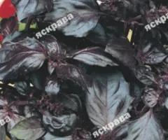 Basil Red Ruby 0.2 g, Seeds, 20 pcs