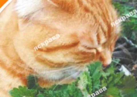 Lemon catmint (cat) 0.5 g, Seeds, 20 pcs