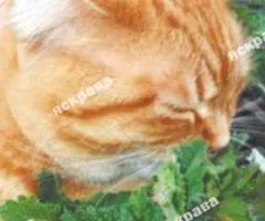 Lemon catmint (cat) 0.5 g, Seeds, 20 pcs