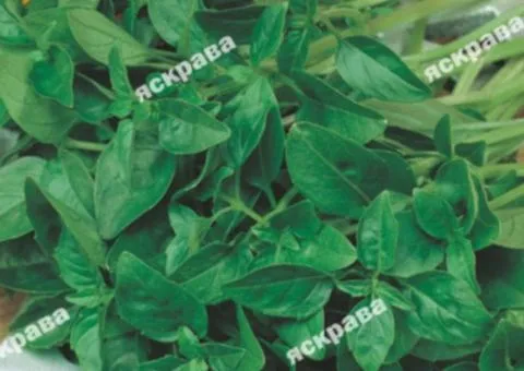Basil 'Salad Leaf' 0.2 g, Seeds, 20 pcs