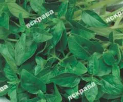 Basil 'Salad Leaf' 0.2 g, Seeds, 20 pcs