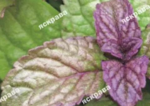 Mint Sylvestris large-leaved 0.05 g, Seeds, 20 pcs