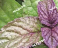 Mint Sylvestris large-leaved 0.05 g, Seeds, 20 pcs