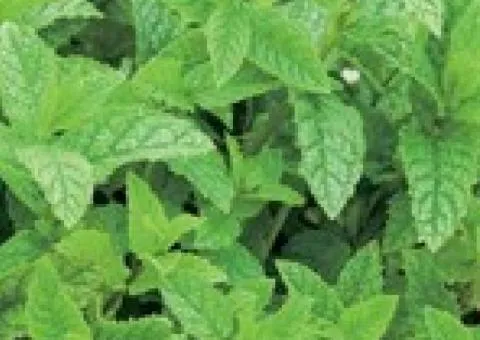 Mint Aromatic Spearmint 0.05 g, Seeds, 20 pcs.