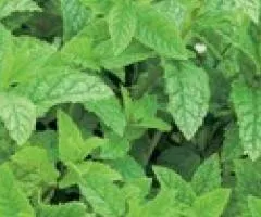 Mint Aromatic Spearmint 0.05 g, Seeds, 20 pcs.