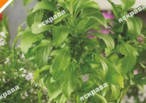 Stevia rebaudiana Medicinal Honey Herb 5 seeds, Seeds, 20 pcs