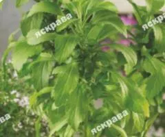 Stevia rebaudiana Medicinal Honey Herb 5 seeds, Seeds, 20 pcs