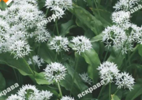 Ramsons 0.2 g, Seeds, 20 pcs.