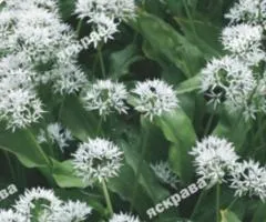 Ramsons 0.2 g, Seeds, 20 pcs.