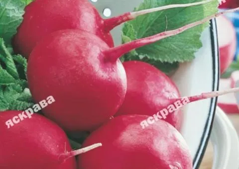 Редиска Дуро 3 г, Семена овощей, 20 шт.
