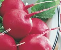 Редиска Дуро 3 г, Семена овощей, 20 шт.