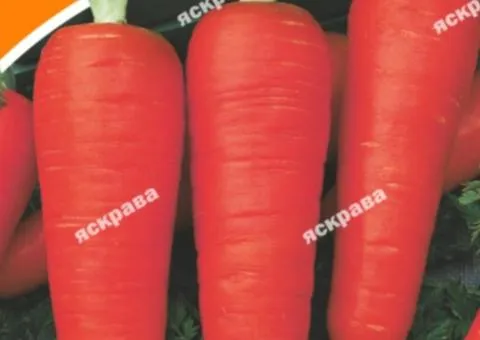 Морква Зимова найсмачніша 10 г, Насіння овочів, 10 шт.