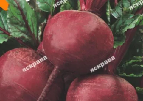 Свекла столовая Винегретная 20 г, Семена овощей, 10 шт.