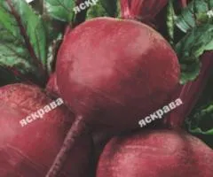 Свекла столовая Винегретная 20 г, Семена овощей, 10 шт.