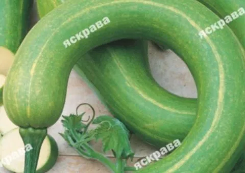 Lagenaria 1 g, Vegetable seeds, 20 pcs.