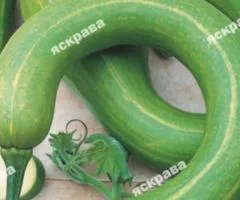 Lagenaria 1 g, Vegetable seeds, 20 pcs.