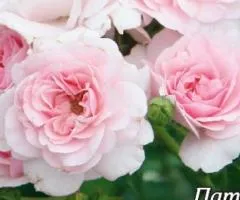 Patio rose Bonica class AA, Seedlings, 6 pcs.