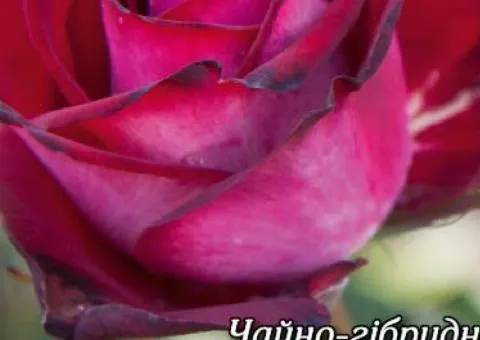 Rose red-wine Gospel ch/g Class AA, Seedlings, 6 pcs.