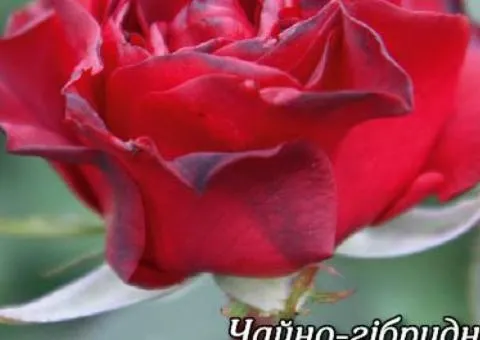 Rose bare-root Red Berlin class AA, Seedlings, 6 pcs.