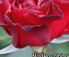 Rose bare-root Red Berlin class AA, Seedlings, 6 pcs.